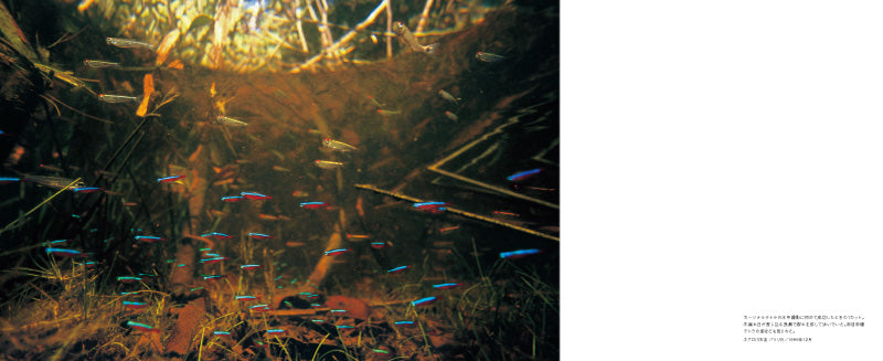 Amazon Underwater (Japanese)