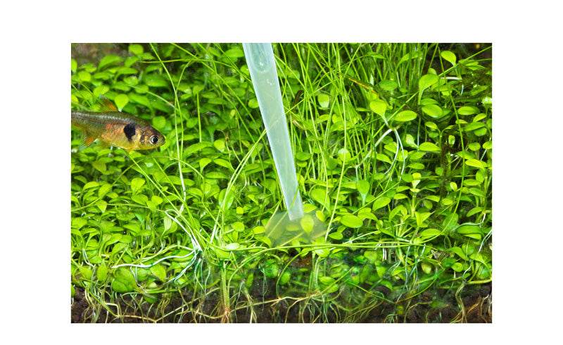 Phyton Git Plus 50ml