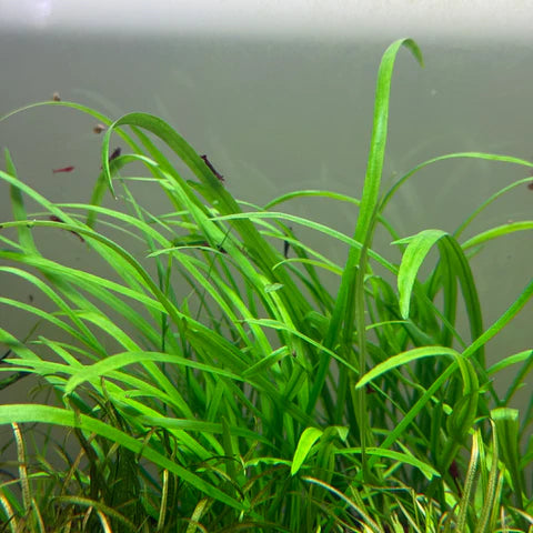 IC685 Cryptocoryne spiralis 'Caudigera'