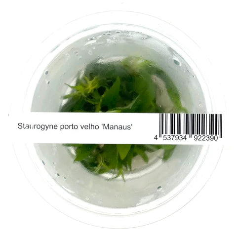 IC366 Staurogyne porto velho 'Manaus'