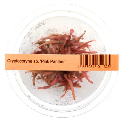 IC185 Cryptocoryne pink panther