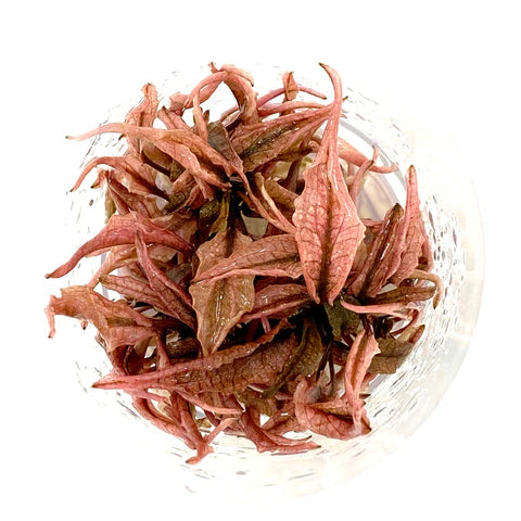 IC185 Cryptocoryne pink panther