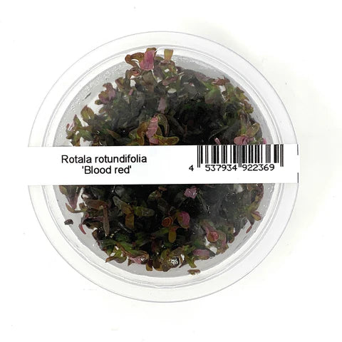 IC443 Rotala rotundifolia 'Blood red'