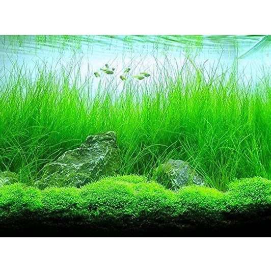 IC140 Eleocharis montevidensis