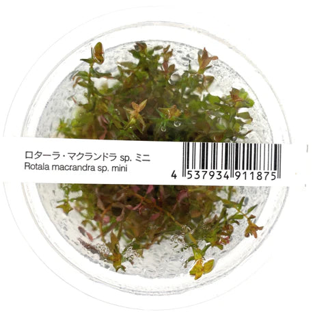 IC438 Rotala Macrandra sp. Mini