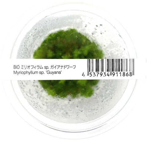 IC452 Myriophyllum hippuroides