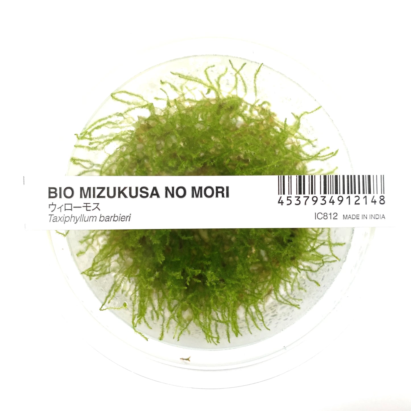 IC812 Taxiphyllum barbieri