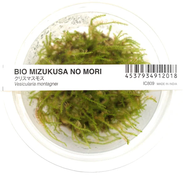 IC809 Vesicularia montagnei