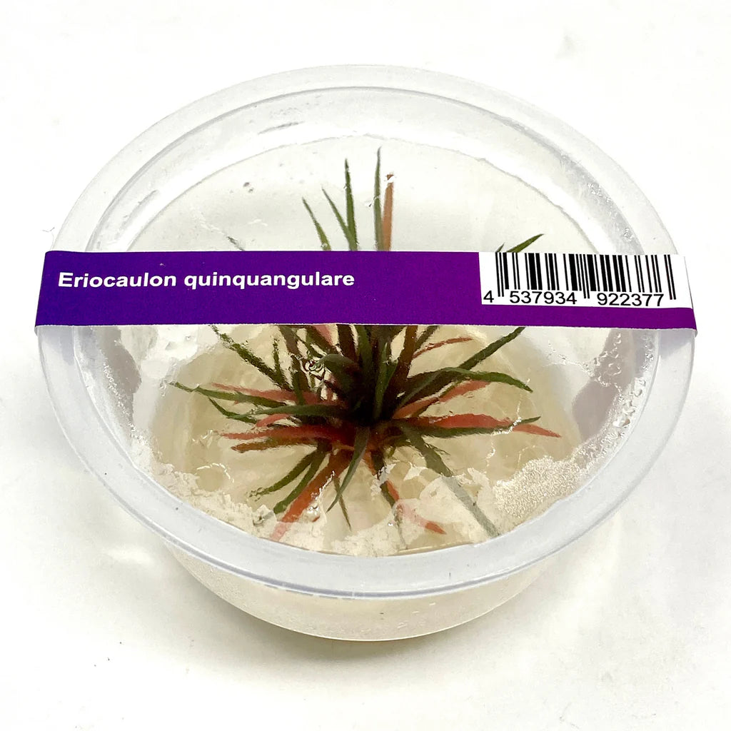 IC466 Eriocaulon quinquangulare