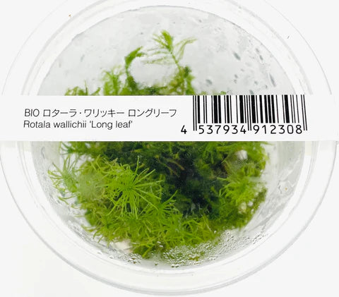 IC389 Rotala wallichi longleaf