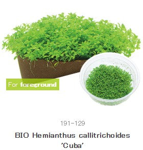 IC008 Hemianthus callitrichoides 'Cuba'