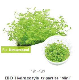 IC203 Hydrocotyle tripartita 'Mini'