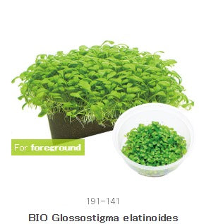 IC005 Glossostigma elatinoides