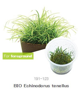 IC154 Echinodorus tenellus 'Green'