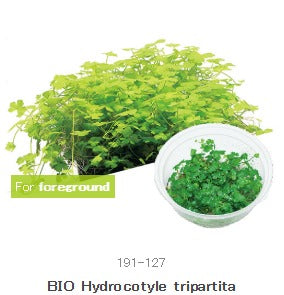 IC014 Hydrocotyle tripartita