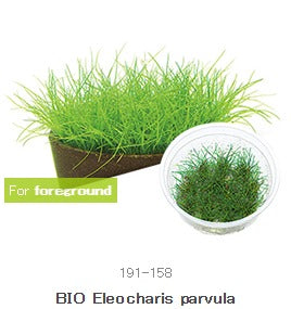 IC027 Eleocharis parvula