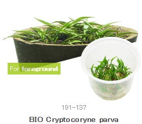 IC093 Cryptocoryne Parva