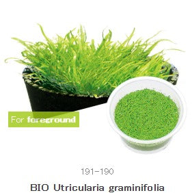 IC205 Utricularia graminifolia