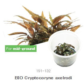 IC090 Cryptocoryne axelrodi