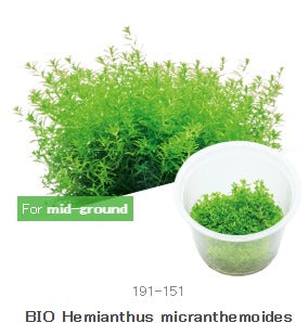 IC022 Hemianthus micranthemoides