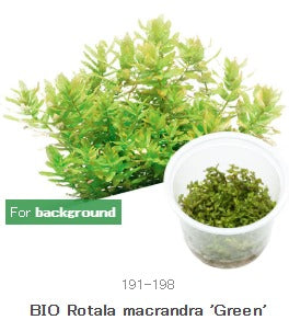 IC038 Rotala macrandra Green
