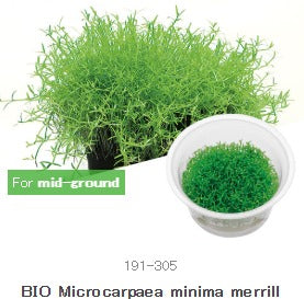 IC299 Microcarpea minima merrill