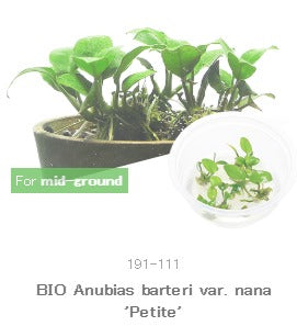 IC055 Anubias Petite nana