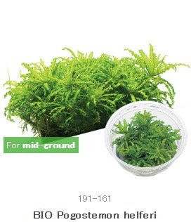 IC035 Pogostemon helferi