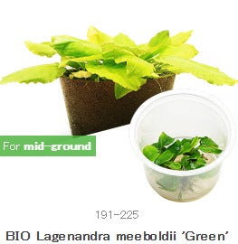 IC216 Lagenendra meeboldii 'green'