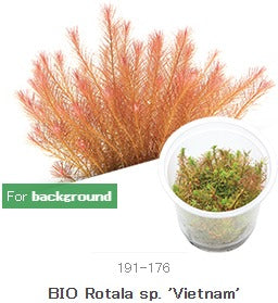 IC025 Rotala sp. 'Vietnam'