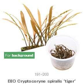 IC198 Cryptocoryne spiralis tiger