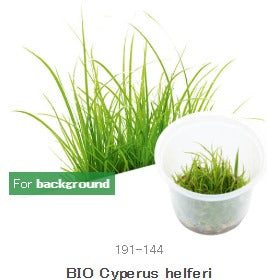 IC031 Cyperus helferi