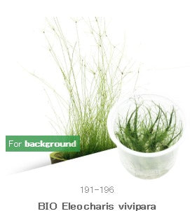 IC041 Eleocharis vivipara