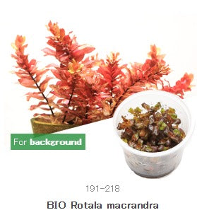 IC010 Rotala macrandra