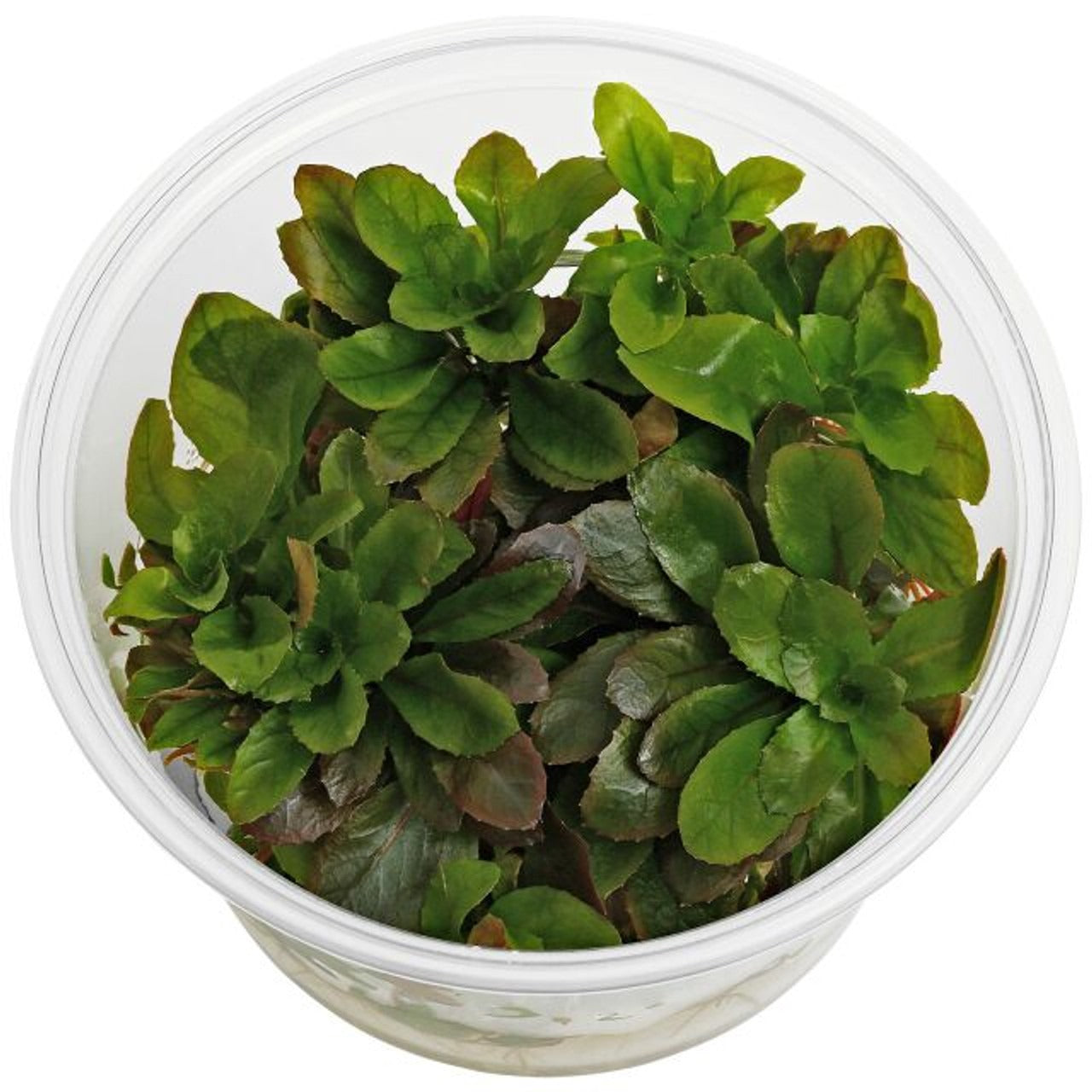 IC368 Ludwigia sphaerocarpa