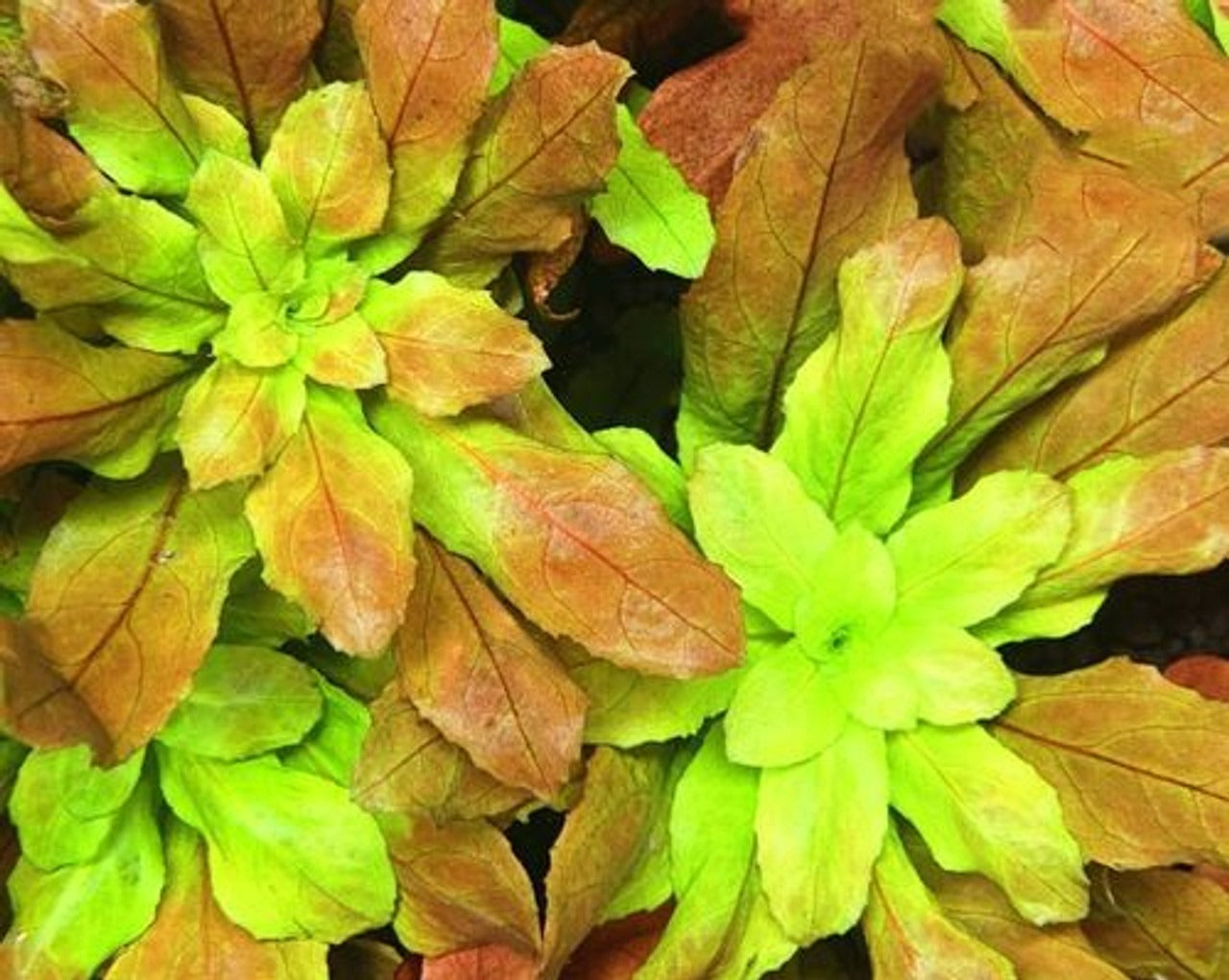 IC368 Ludwigia sphaerocarpa