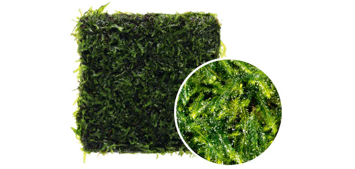 BS813 Taxiphyllum sp. 'peacock moss'