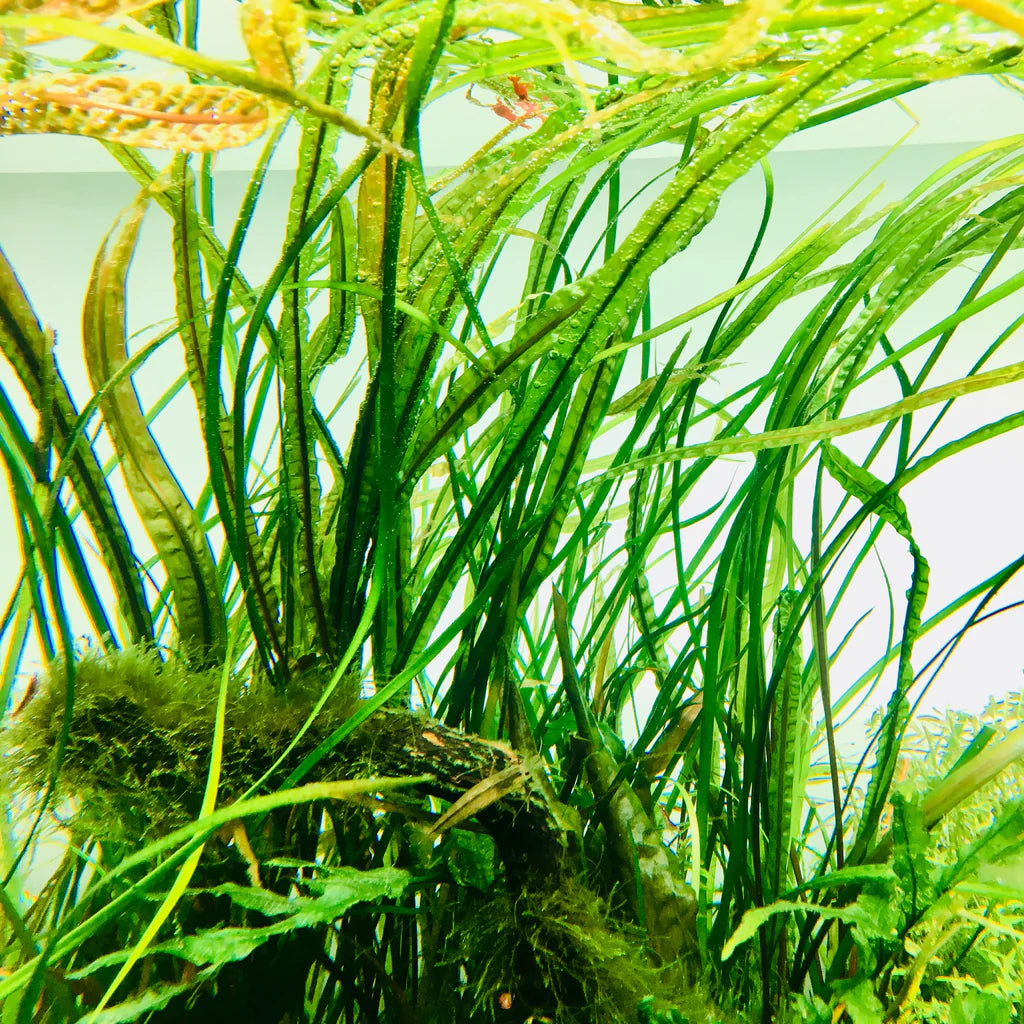 IC098 Cryptocoryne balansae