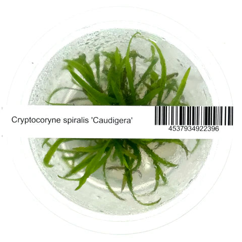 IC685 Cryptocoryne spiralis 'Caudigera'