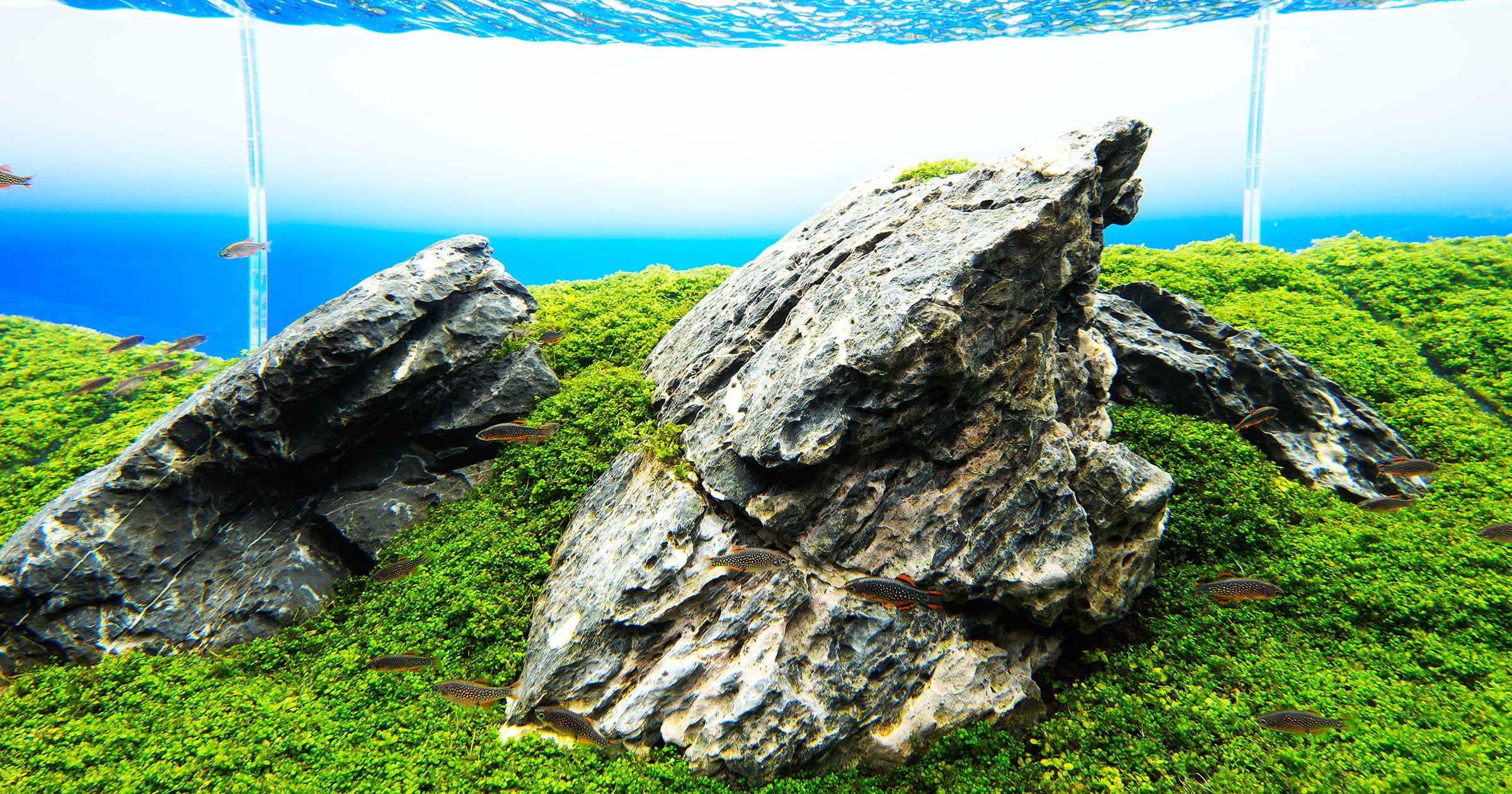 BIO MIZUKUSA NO MORI - Tissue culture – Nature Inspiration Aquarium