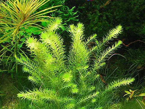 IC474 Mayaca fluviatilis 'Paraguay'