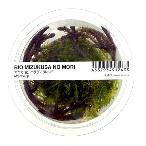 IC474 Mayaca fluviatilis 'Paraguay'