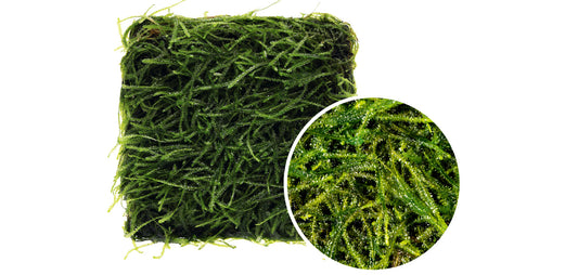 BS812	Taxiphyllum barbieri