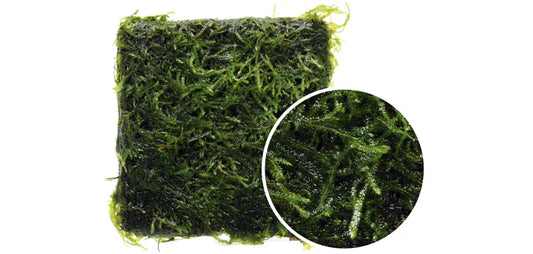 BS803 Taxiphyllum sp. "spiky Moss"