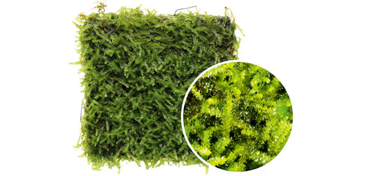 BS809 Vesicularia Montegni 'Chirstmas moss'