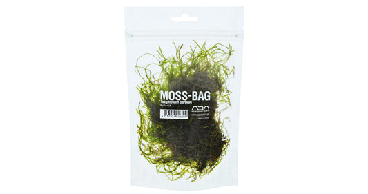ZP803	Taxiphyllum sp. "spiky Moss"