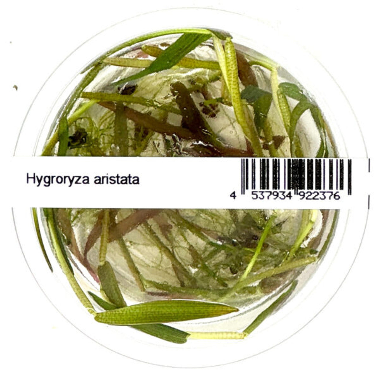 IC612 Hygroryza aristata