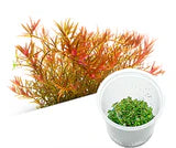 IC043	Rotala rotundifolia 'Hra'